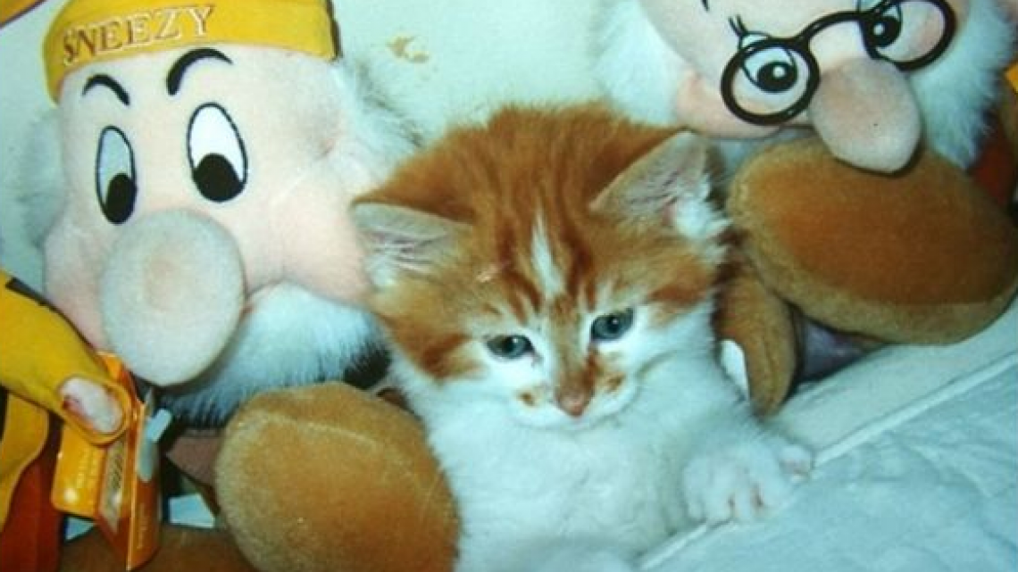 Este gatito cumplió ¡30 años!