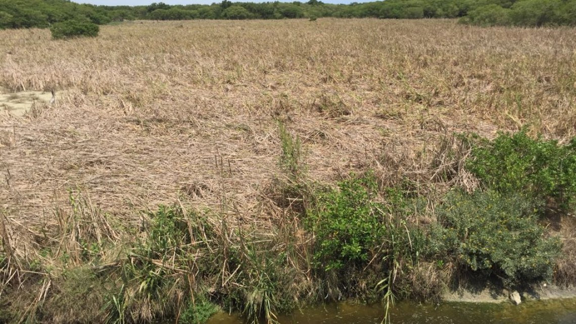 Lagunas comienzan a secarse por falta de lluvias