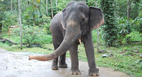 Elefante aplasta a un hombre 