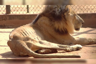 Con animales alimentan a especies carnívoras en Zoológico de Venezuela