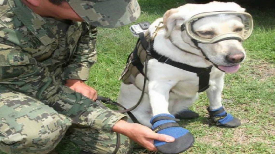 Conoce a Frida, una heroína de cuatro patas