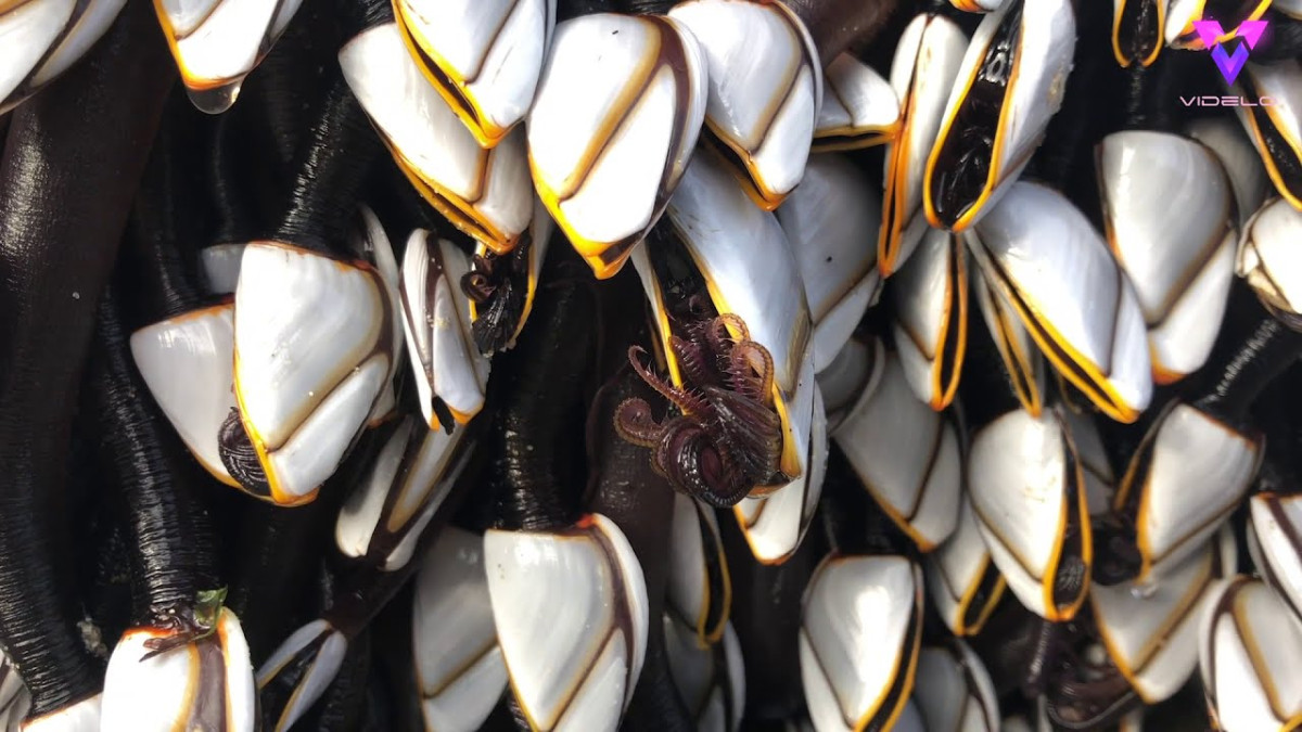 Encuentran percebes que asemejan a los ‘aliens’