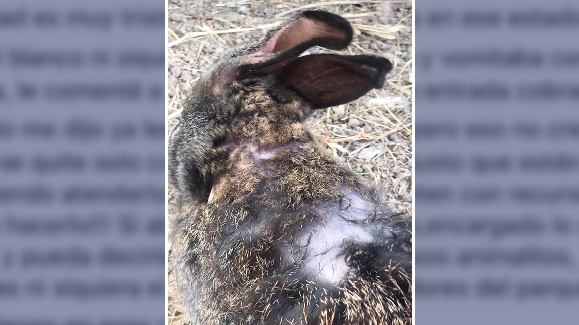 Denuncian a través de Facebook maltrato animal en el parque “Calmecac”