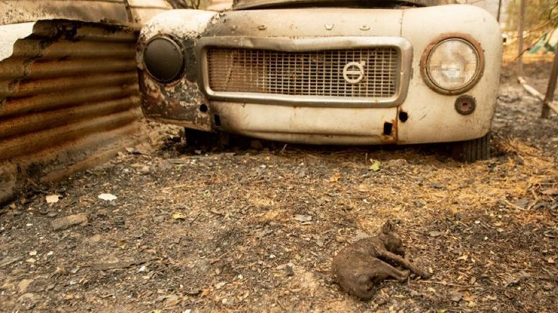 Las otras víctimas de los incendios en California