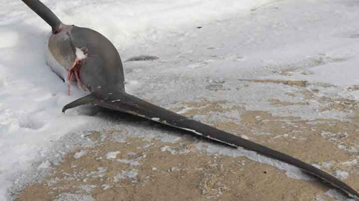 Heladas en EU y Canadá en imágenes