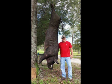Hombre mata a jabalí gigante de 370 kilos 