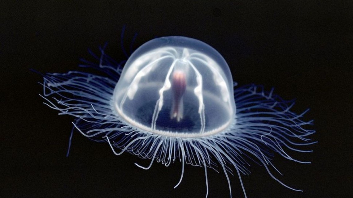 Animales transparentes que parecen fantásticos pero no lo son