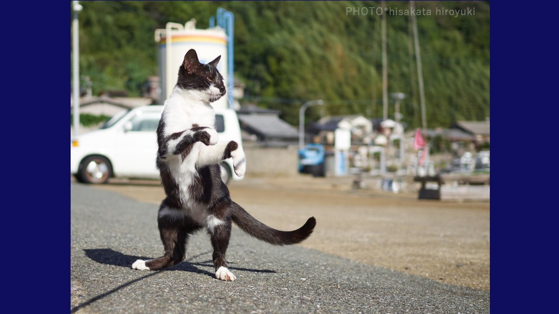 Estos gatos no son ninjas, pero lo parecen