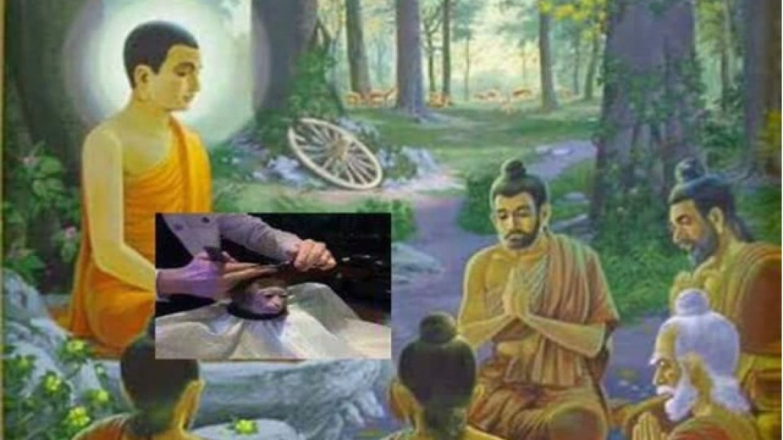 El meme del corte de pelo a un mono que encaja en todo