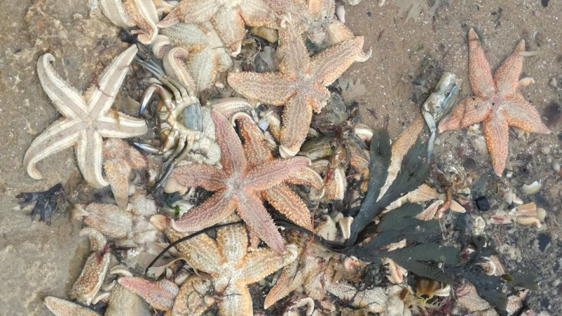 Aparecen miles de estrellas de mar muertas en Inglaterra