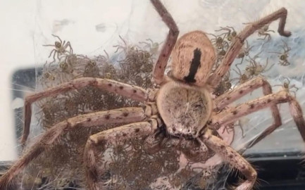 Mujer ayuda a araña gigante a dar a luz a 200 crías