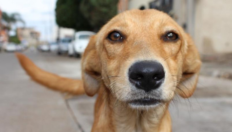 Busch te regala cerveza si aceptas adoptar