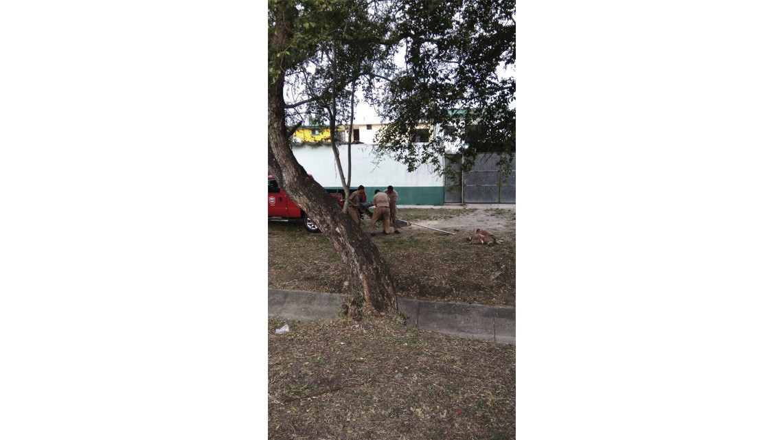 Cocodrilo sembraba el terror en colonias aledañas al Carpintero