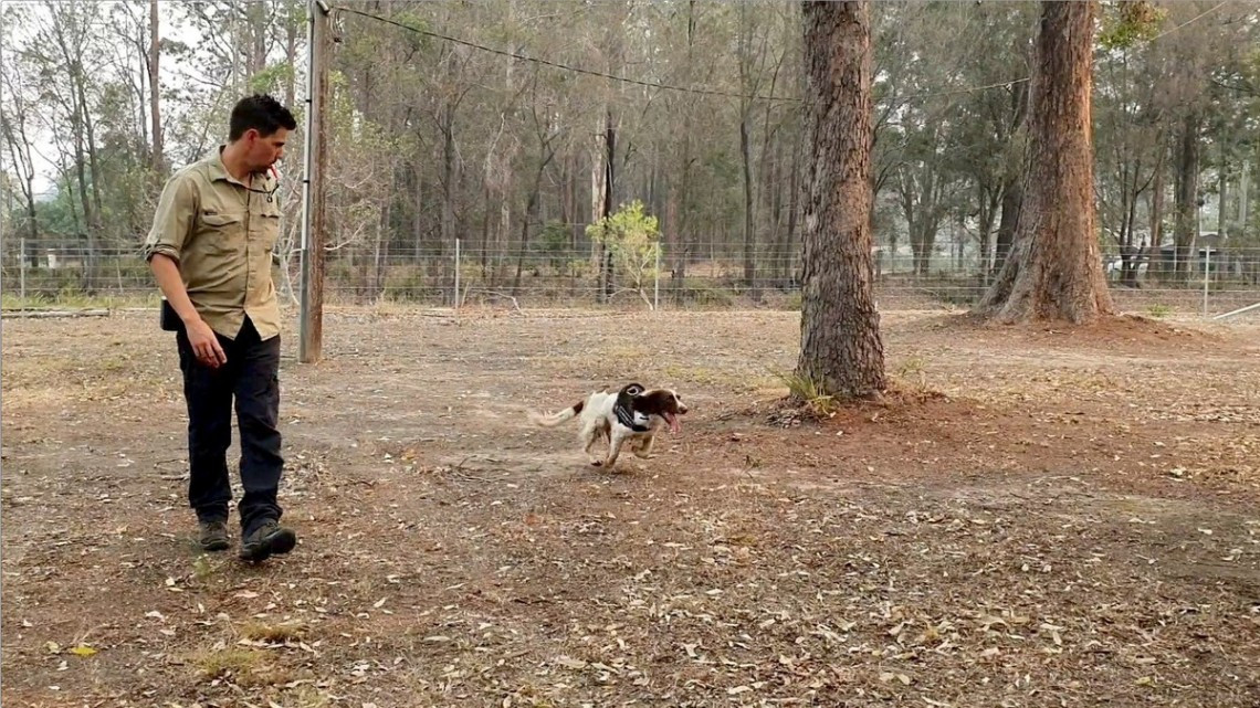 Ella es Taylor, la perrita que ayuda a salvar koalas en Australia