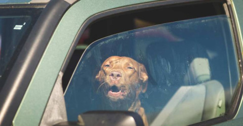 Autoridades de Protección Civil piden no dejar a niños o mascotas encerrados en vehículos ante calor extremo 