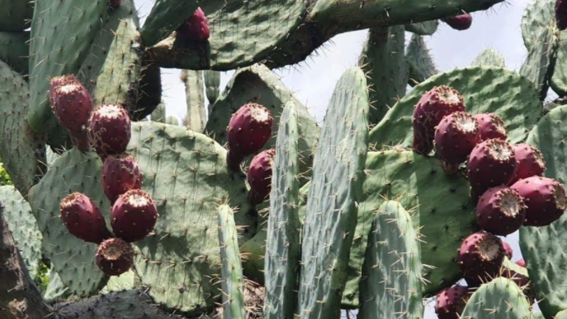 DIF Tamaulipas ayuda a familias de Miquihuana a vender Tunas