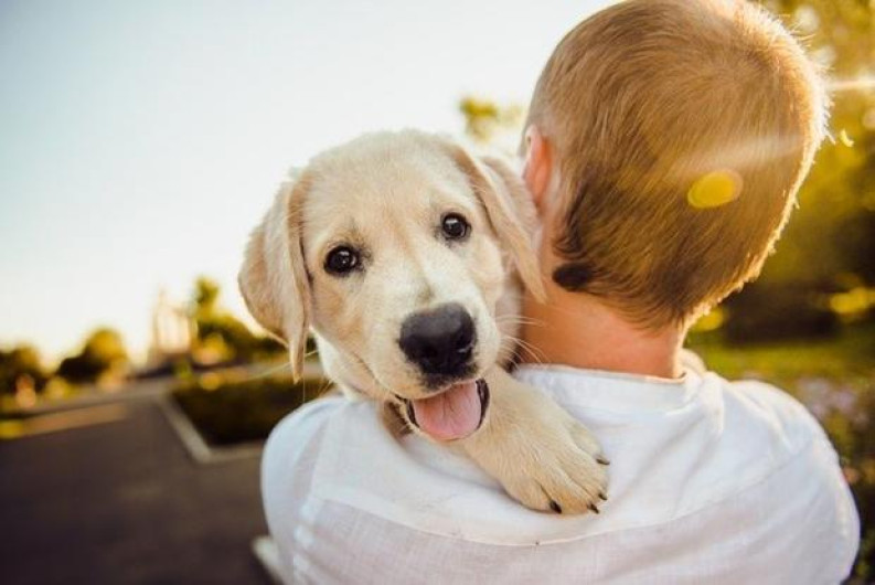 ¡Hoy celebramos a nuestros mejores amigos! Feliz Día Internacional del Perro