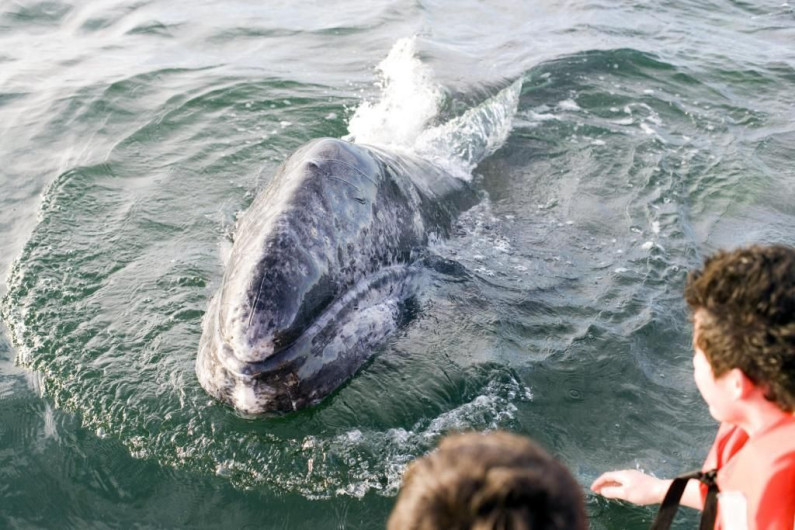 Ballenas grises continúan en La Paz