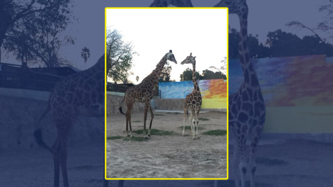 Realizan convenio de préstamo de jirafas