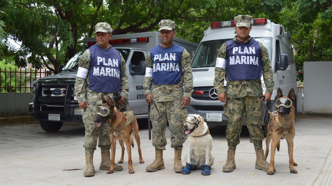 Perros rescatistas a la busqueda de sobrevivientes