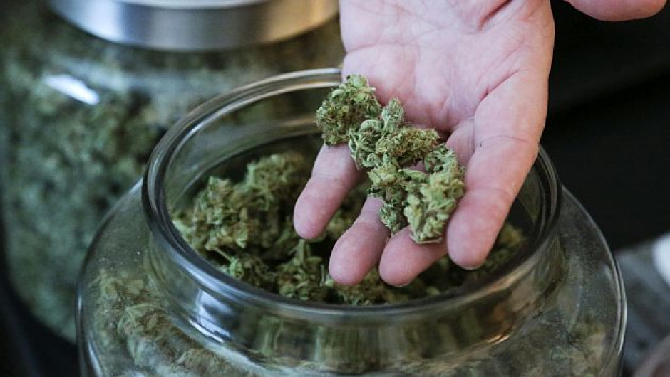 Empresa ofrece 58 mil pesos al mes por ser catador de marihuana