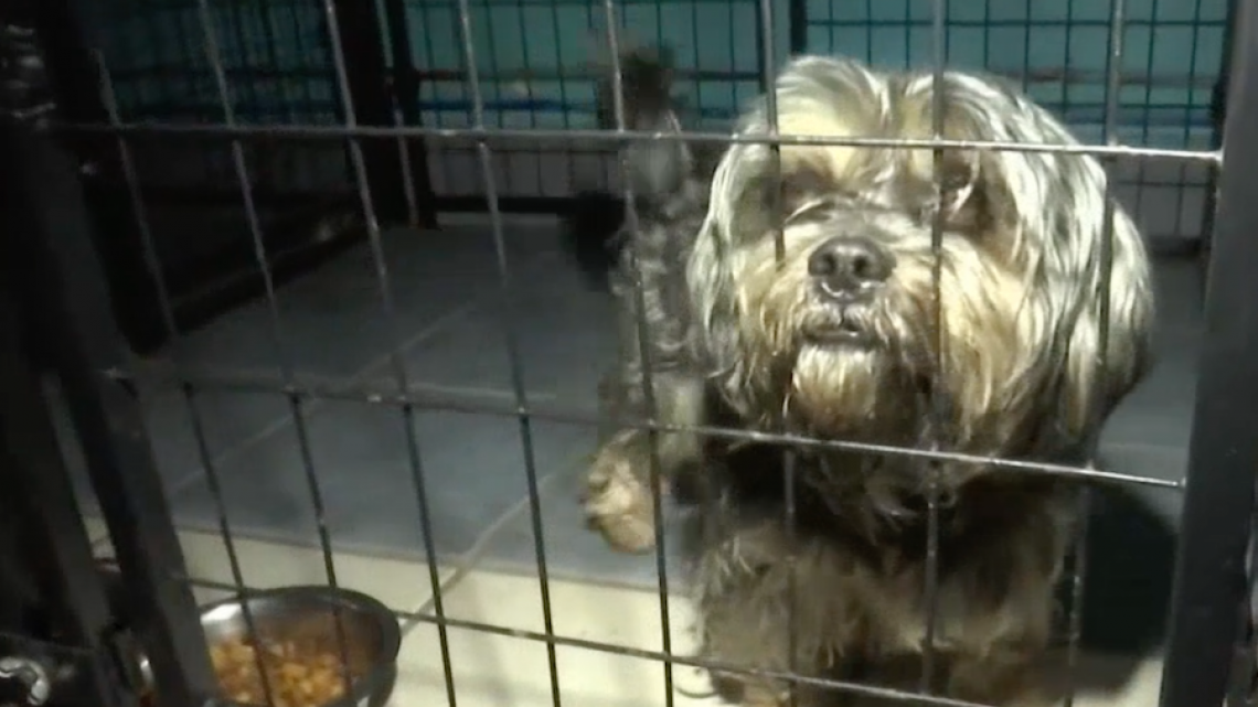 Recaudan fondos para un refugio de animales 