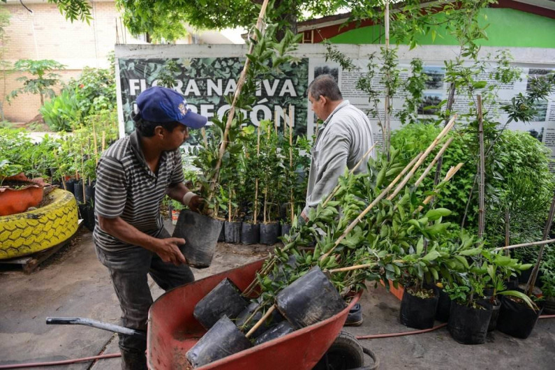 Entrega Medio Ambiente en donación 885 árboles 