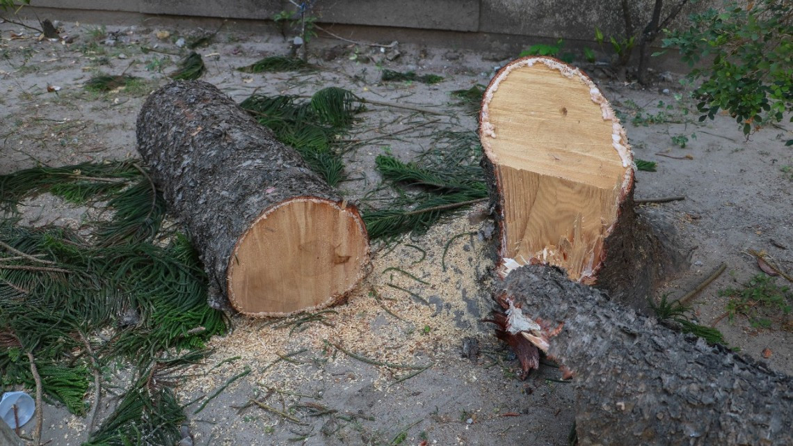 Vecinos agradecen al Gobierno de Madero por cuidar su patrimonio