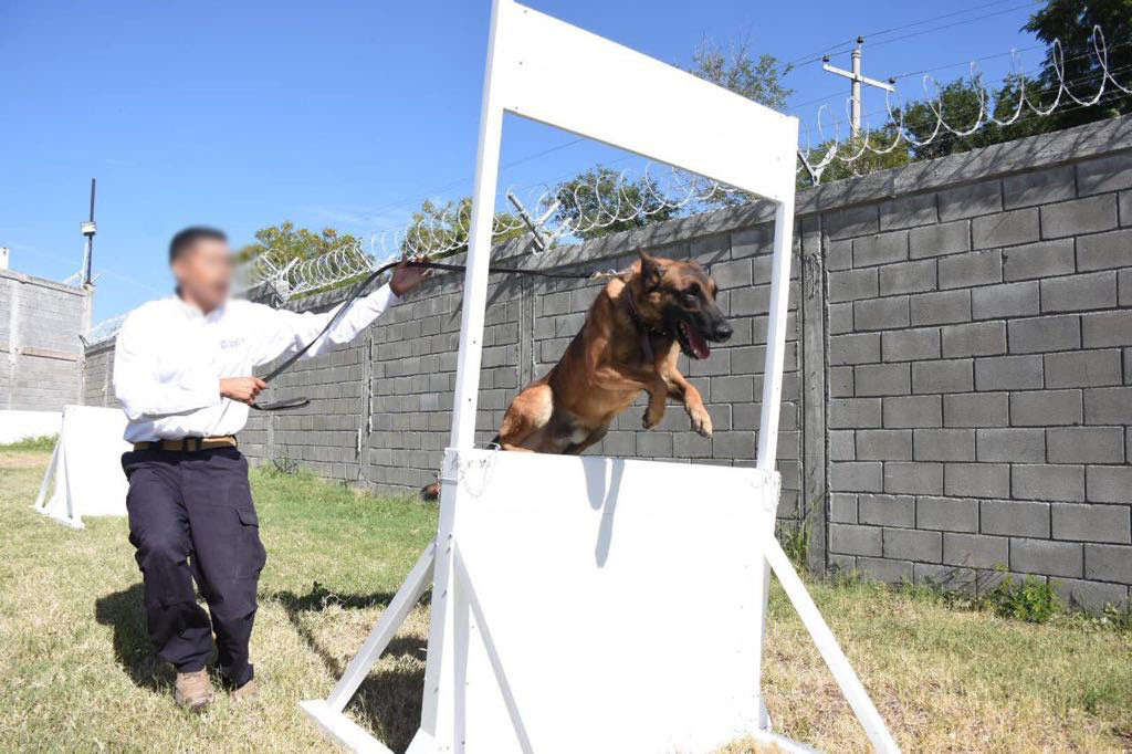 Entregan 3 agentes caninos a Procuraduría Tamaulipeca