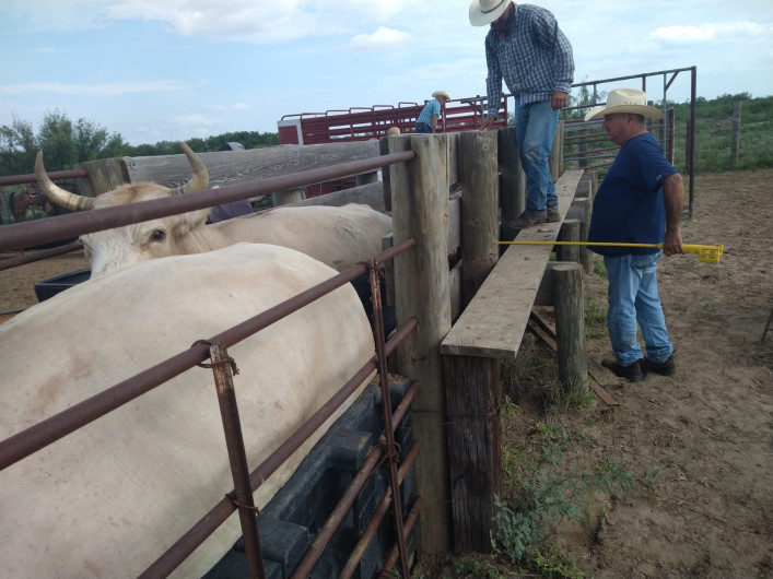 Refuerza Gobierno de Nuevo Laredo en bienestar del sector ganadero con campaña gratuita de Ivermectina