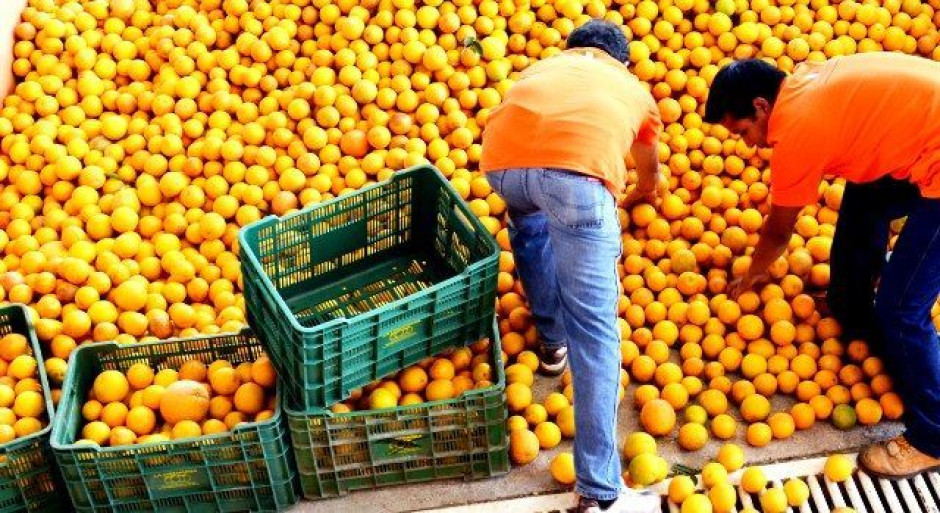 México, quinto productor mundial de naranja: Sagarpa