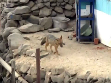 Familia compra un zorro pensando que era un perro