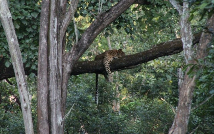 Con drones buscan a Leopardo en la India