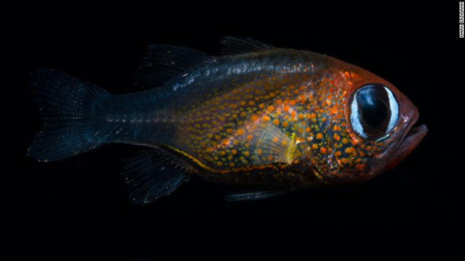 En 2019 se han descubierto al menos 71 nuevas especies