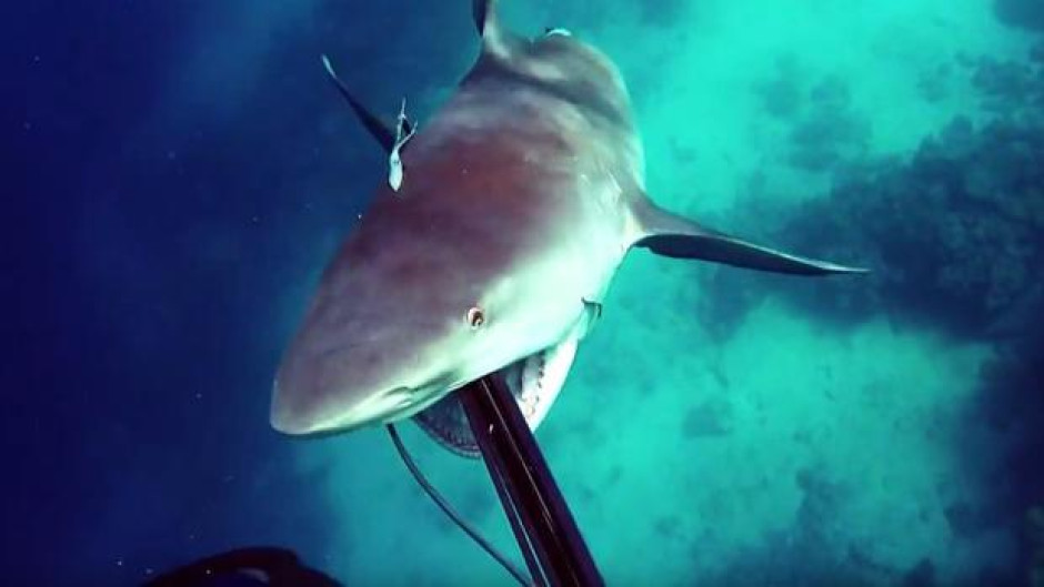 Aterrador "ataque" de tiburón contra un pescador