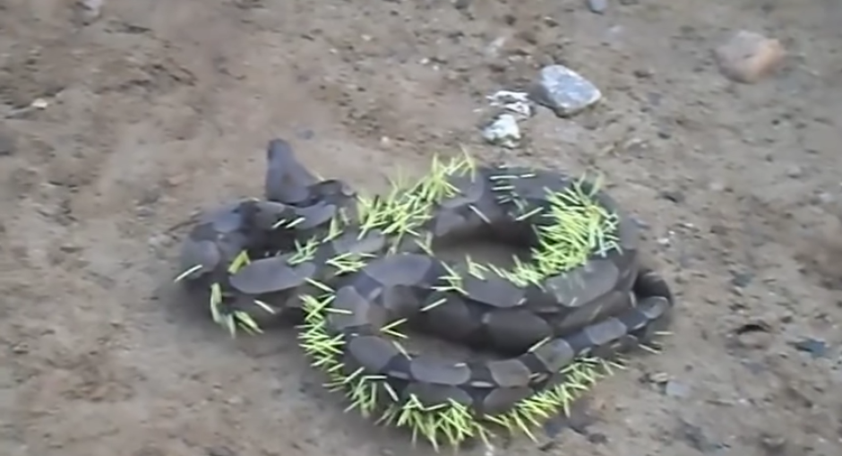 Serpiente queda llena de púas tras atacar a un puercoespín