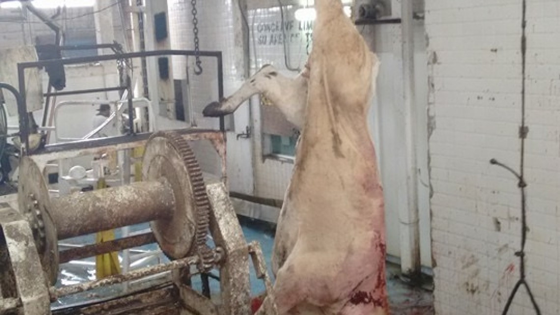 Urge en la zona un rastro con certificación TIF