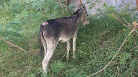 Permanece arrestado el burro "Filimón"