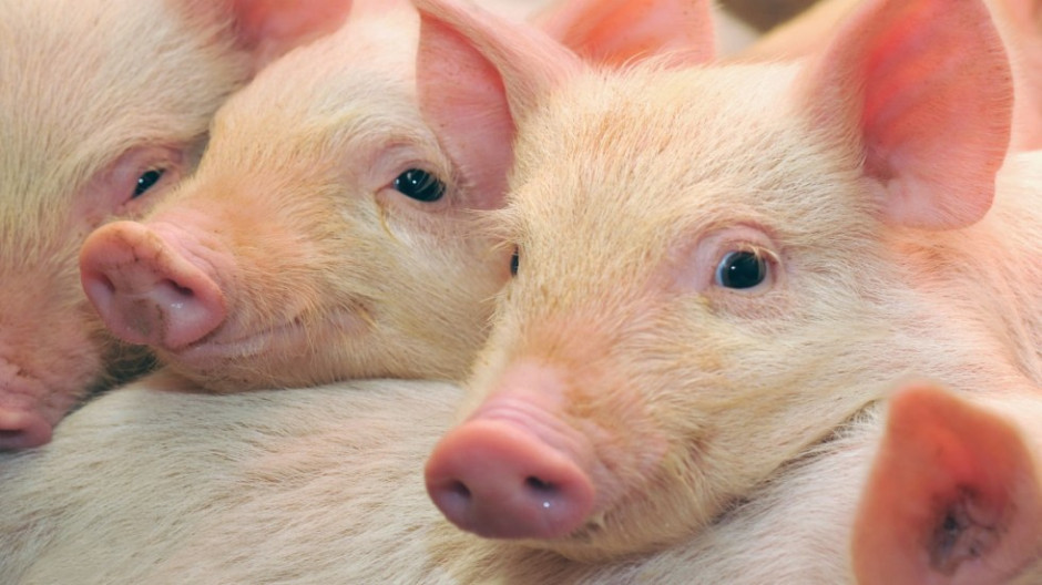 223 funcionarios sancionados por no contener gripe porcina en China