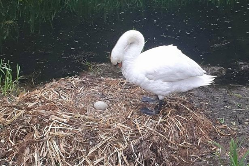 ¡Lo más triste! Cisne muere de “corazón roto”