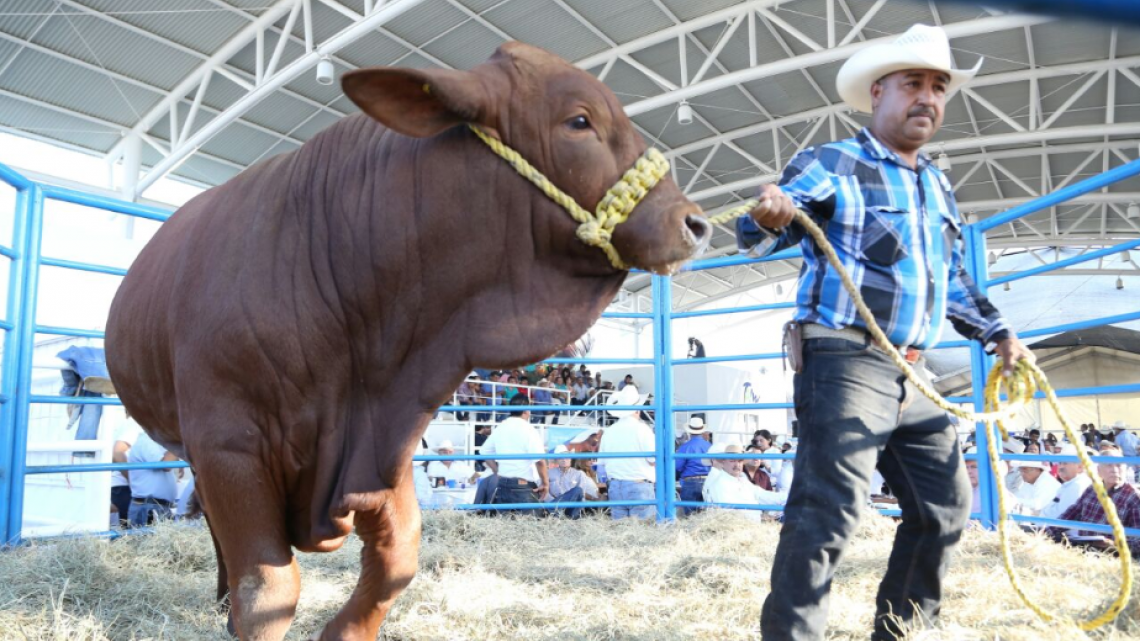 Realizan subasta Ganadera en beneficia a población