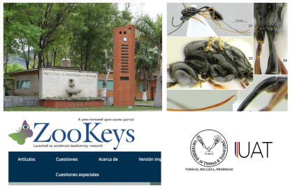 Descubren cinco especies de avispas; una es nombrada ‘Covida’