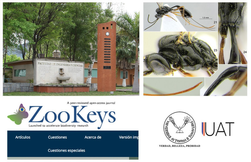 Descubren cinco especies de avispas; una es nombrada ‘Covida’