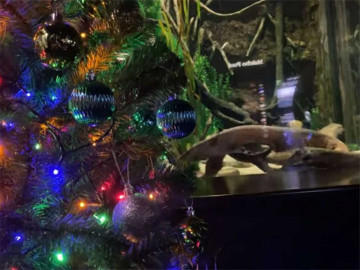 Encienden árbol de Navidad ¡Con anguila eléctrica!
