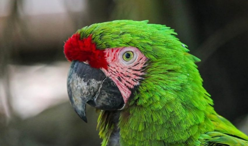 Crece la familia Tamatán; hay 25 nuevos huéspedes