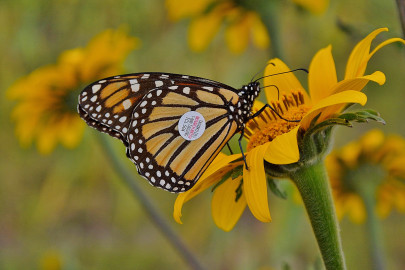 Todo listo para el 7º Festival de la Mariposa Monarca