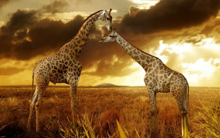 Hoy celebramos el “Día Mundial de los Animales”