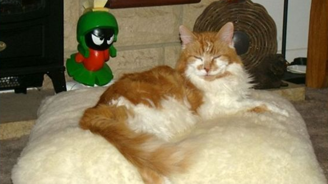 Este gatito cumplió ¡30 años!