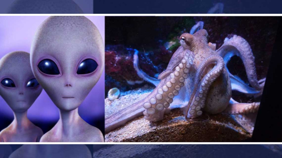 Los pulpos son, ¿extraterrestres?