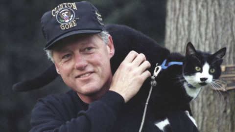 Socks Clinton, el gato responsable del Dia Internacional del Gato este 20 de febrero